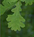 egyedek) Populus nigra, fekete nyár (hím
