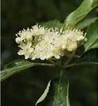 pyraster, vadkörte Quercus cerris,