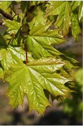 hegyi juhar, jávorfa (acer pseudoplatanus)