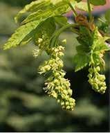 gyertyán (carpinus betulus) vadcseresznye