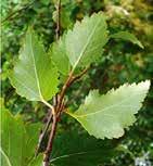 közönséges bükk (fagus sylvatica) magas kőris