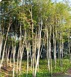 halimifolia Kaliforniai tündérhínár, Cabomba