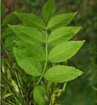 Perzsa medvetalp, Heracleum persicum