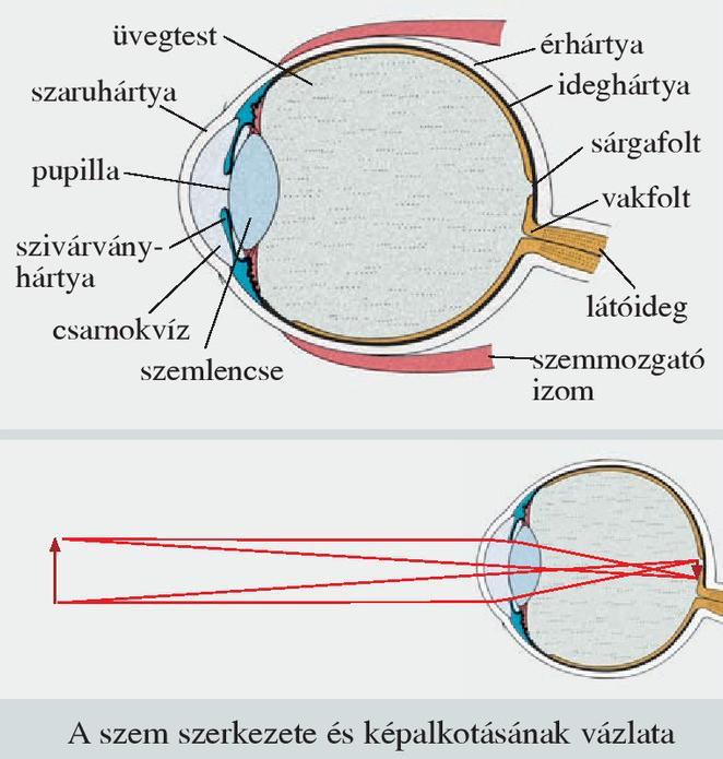 retinára (fordított állásban).