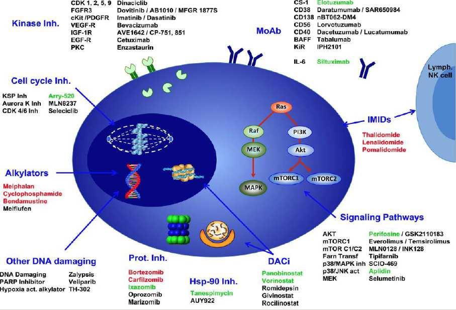 Új gyógyszercsoportok Proteaszóma gátlók IMiDek Antitestek (elotuzumab, daratumumab) Bcl-2 gátlók