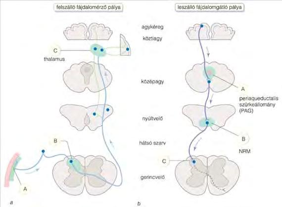 Az opioid hatás célpontjai a. Felszálló fájdalomérző pálya A. Perifériás Szenzoros idegek perifériás terminálján serkentik a a funkcionális μ-opioid-receptorokat B.