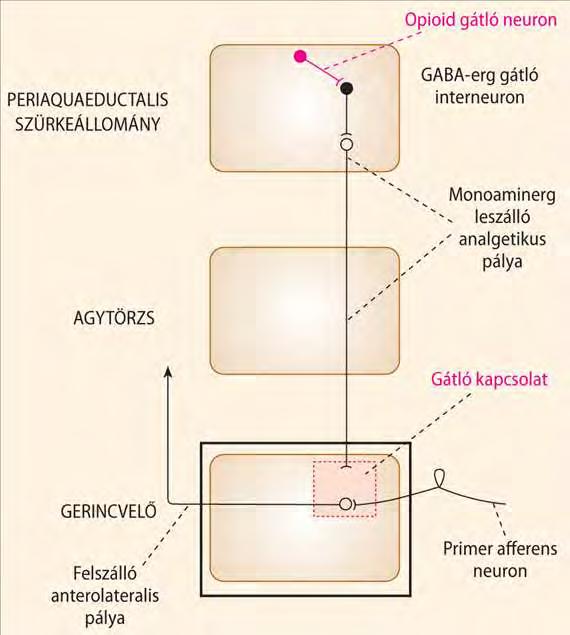 A leszálló monoaminerg analgetikus pályarendszer