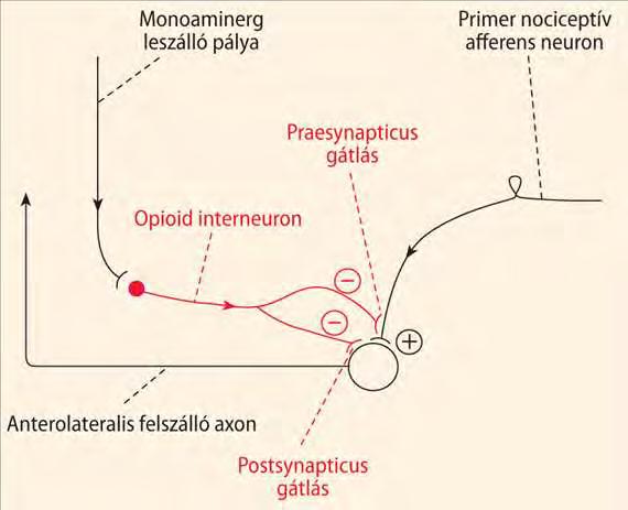 opioid neuronokkal A gerincvelői opioid neuronok