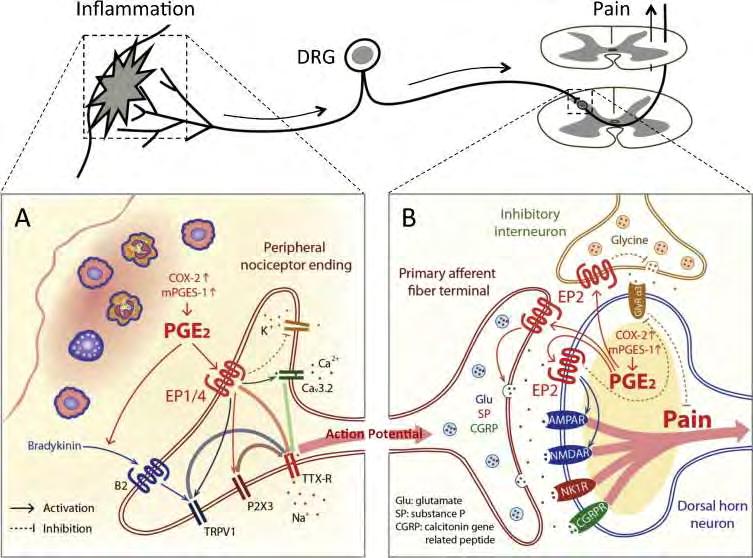 Gyulladásos fájdalom A PG-ok a gyulladásos hírvivők kaszkádját indítják meg, amely megsokszorozza a primer ingert a nociceptoron mpges-1:prostaglandin E synthase,