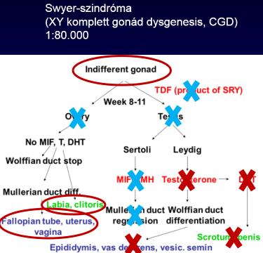 Swyer-szindróma (46XY) - genetika Penetrancia: SRY deléció 100%, egyéb: ismeretlen penetrancia WNT4: MRKH szindromában is lehet szerepe NR0B1: X-linked adrenal hypoplasia congenita (AHC),