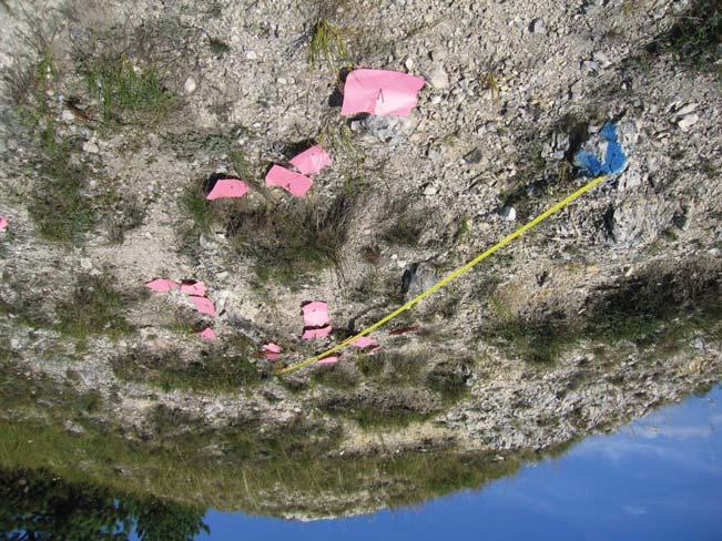 A dolomitlen (Linum
