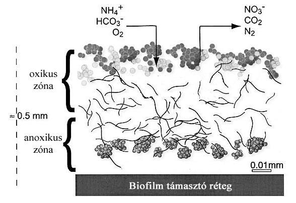 Biofilmes szennyvíztisztítás Biofilmek előnye: nagyobb fajlagos felület, mint a csepegtetőtestekben,