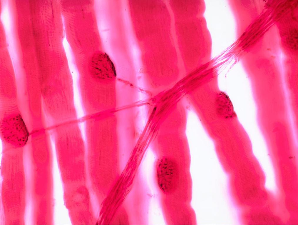 http://medcell.med.yale.