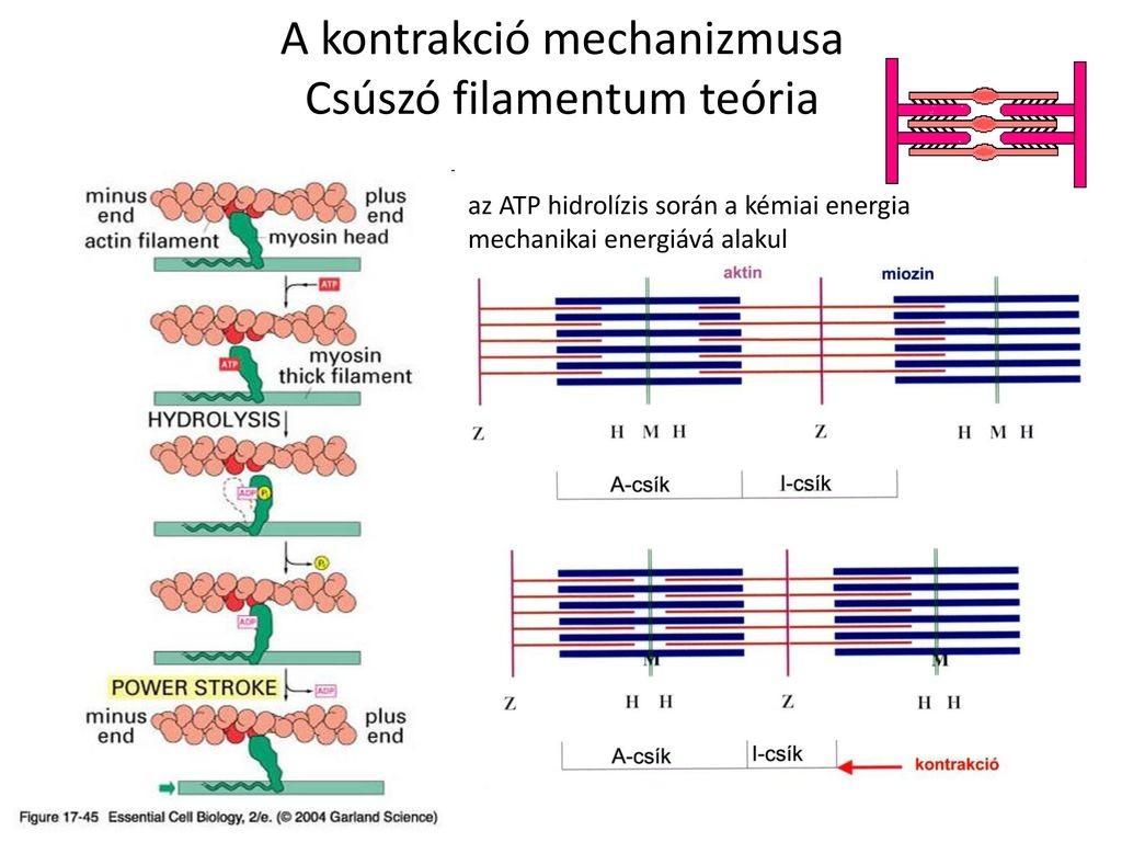 Csúszófilamentum elmélet: az A-csík változatlan, míg az I-csík rövidül nem változik sem az aktin, sem a miozin filamentumok hossza az aktin és miozin elcsúszik egymáson minél nagyobb az átfedés,