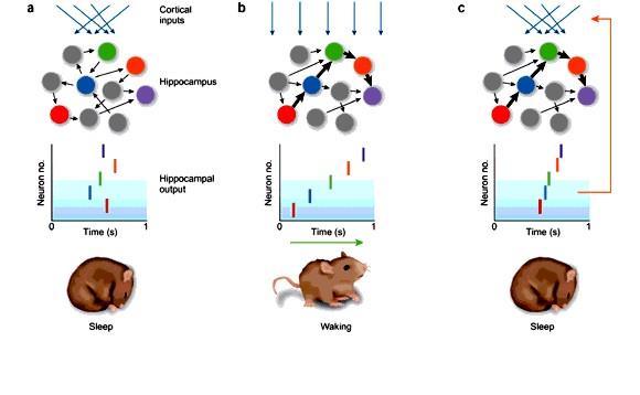 Neuron Neuron Neuron Hippocampus neocortex replay alvás alatt: konszolidáció Kérgi input Hippocampus Hippocampus output Idő