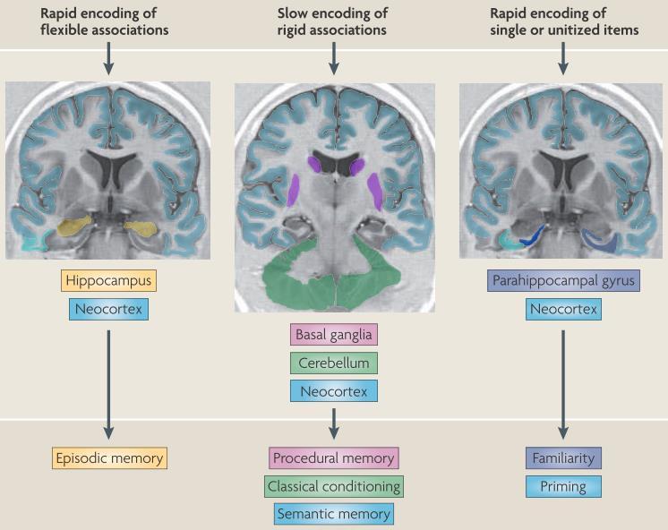 Henke K Nat Rev Neurosci 2010;11:523