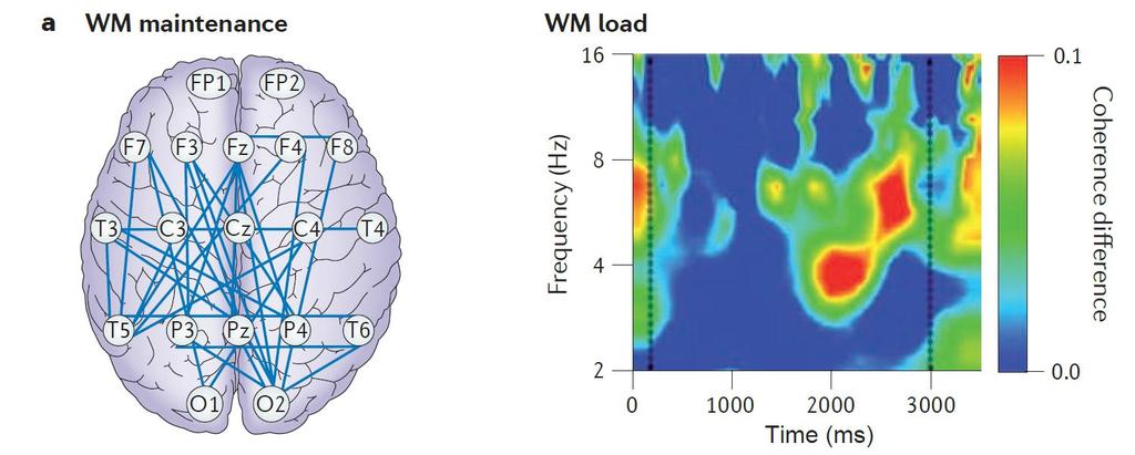 a. Frontotemporalis theta oszcillációk munkamemória terhelés alatt