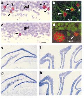 1. CA3-CA1 Schaffer-féle kollaterálisoknál hosszútávú potenciáció (glutamát receptorok, long-term potentiation [LTP]) 2.