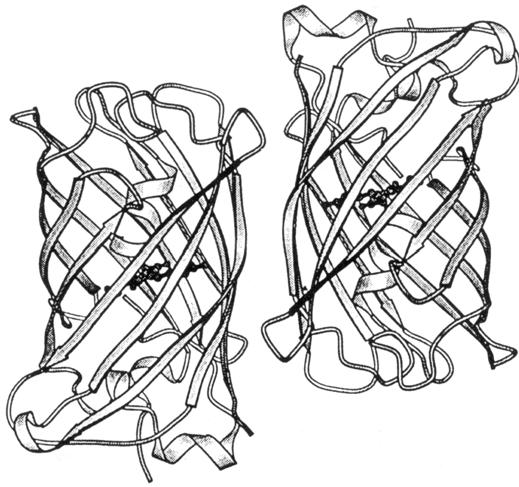 A GFP szerkezete (l. ábra) olyan, hogy a szétgombolyodását elõidézõ, denaturáló ágenseknek meglehetõsen ellenálló (WU et al., 1997).