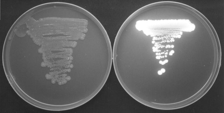 2. ábra: Escherichia coli GFP transzformáns ampicillin-mentes (baloldali lemez) és ampicillin-tartalmú (jobboldali lemez)táptalajon kifejlõdött vonalkultúrái ultraibolya megvilágításban 3.