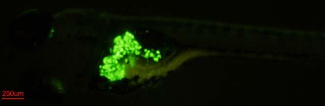 Ösztrogénhatást vizsgáló transzgenikus Cyp19a1b:GFP (Tong et al.
