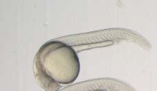 Protokoll
