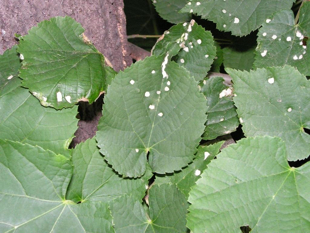 Erineum: hárs