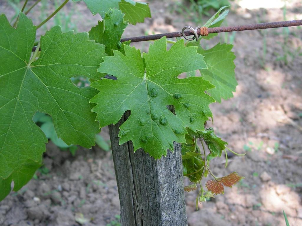 Erineum: