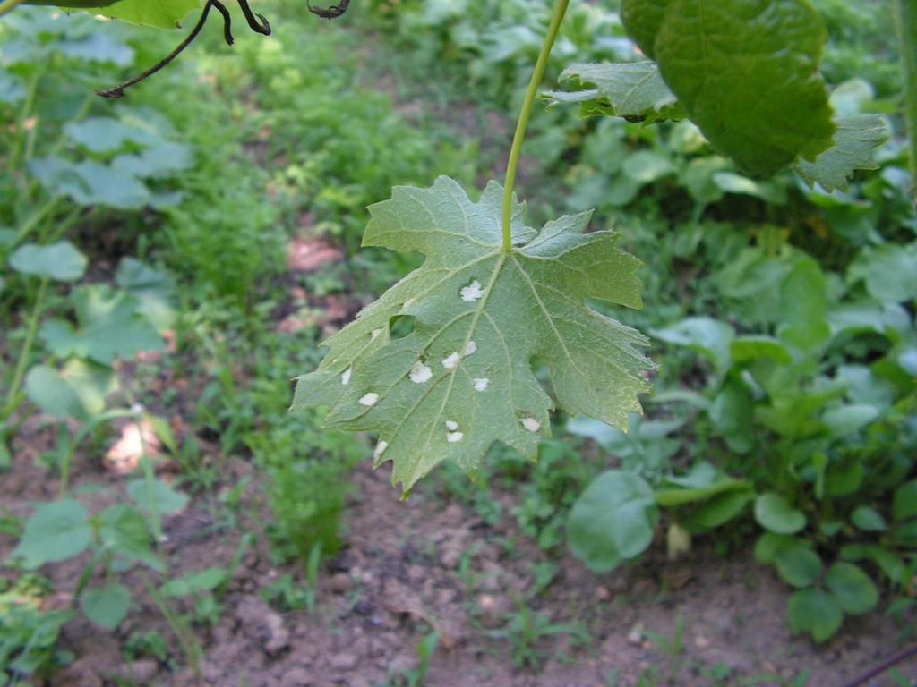 Erineum: