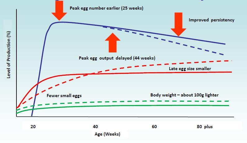 Teljesítmény A modern tojótyúkok teljesítményének változása Csúcs tojás db-szám korábban (25 hetes) Jobb perzisztencia