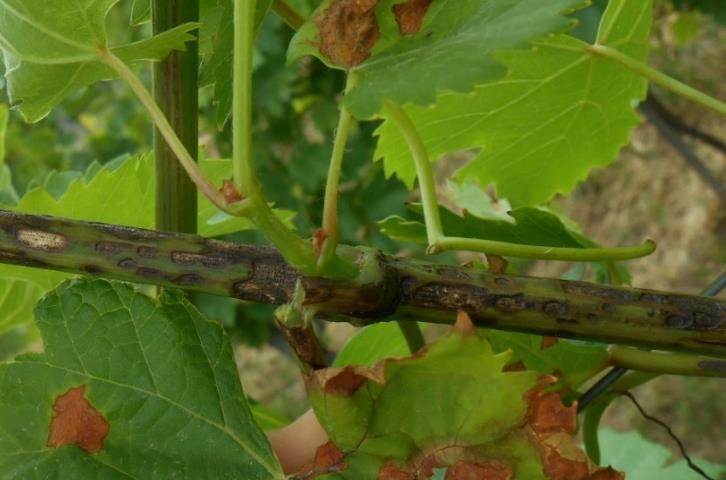 rotundifolia) vesszőin és hajtásain található feketerothadás léziók milyen fontos szerepet töltenek be a kórokozó áttelelésében és a kórokozó életciklusában. 3.