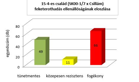 27. ábra A 15-4-es család (ՙSK 00-1/7 x ՙCsillám ) feketerothadás levélfertőzésének eredményei, Pécs, 2016, klímaszoba.
