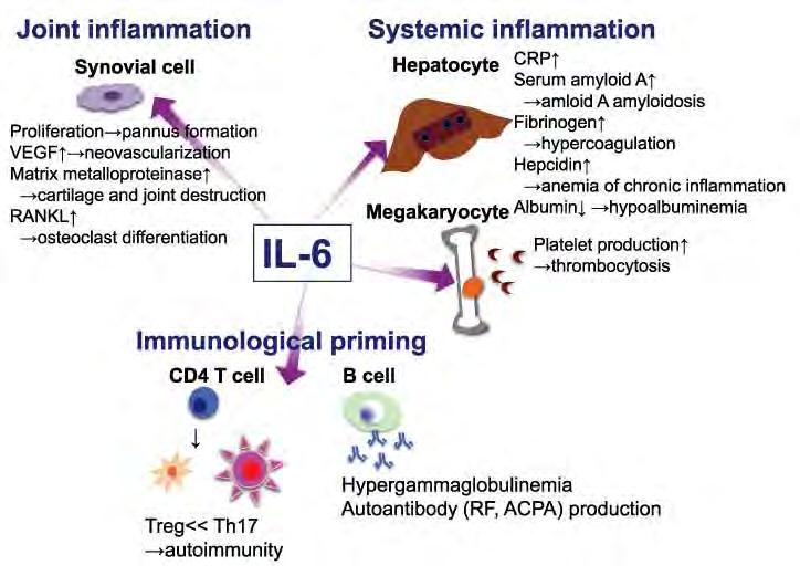 AZ INTERLEUKIN-6 LOKÁLIS ÉS SZISZTÉMÁS HATÁSAI RA-BAN HPA axis Fájdalom, depresszió, fáradtság Tanaka T, Kishimoto T