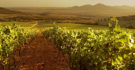 Sárga Borház DISZNÓKŐ Késői Furmint Tok aj édes 2016 0,5L Ft/dl 500,- Ft/palack 3.700,- Halvány szalmasárga, aranyló árnyalással. Illata vegyesen hozza a citrusos és a kávés-nugátos jegyeket.