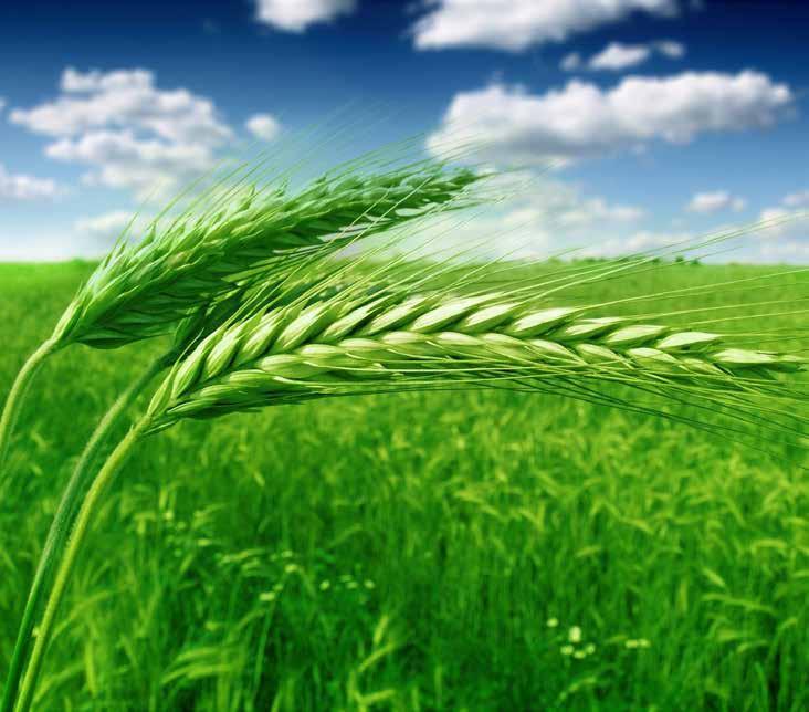ORGANIT www.alphaplant.hu Lemosó permetezés? RÉZ vagy RÉZ+KÉN!
