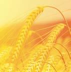 decrease of aflatoxin dient value during maturation of cucumber ÉLELMISZERVIZSGÁLATI K Ö Z L E M É N Y E K JOURNAL OF FOOD INVESTIGATION