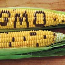 Érzékszervi vizsgálatok GMO vizsgálatok Szakvélemény MIKROBIOLÓGIAI Kórokozók és toxinjaik kimutatása Higiéniai paraméterek kimutatása és