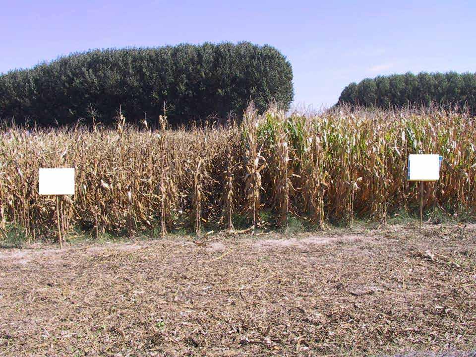 Bt kukorica, Spanyolország