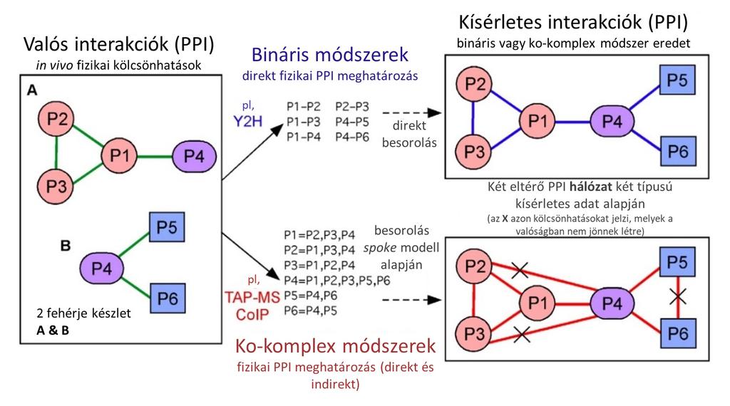 kapcsolatba tudnak lépni egymással melyek az emberi sejtekben valójában külön sejtkompartmentekben találhatóak, mutatva a kölcsönhatások sejten belüli elhelyezkedése alapján történő szűrésének