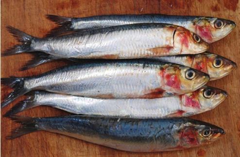 A halak iránti fogyasztói igény ugyanakkor folyamatosan nő. Évente átlagosan 20 kg halat fogyasztunk fejenként, ami magasabb, mint korábban bármikor.