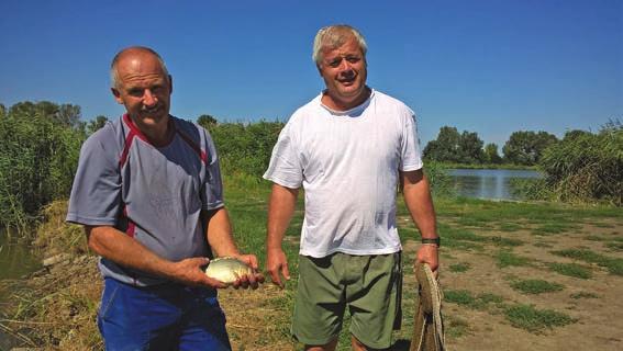 természetvédelmi területen), az állategészségügyi problémák súlyosbodtak, addig engedélyezett szereket tiltottak be, az étkezési halak méretét a vevők kívánságára jelentősen emelni kellett (a Halforg