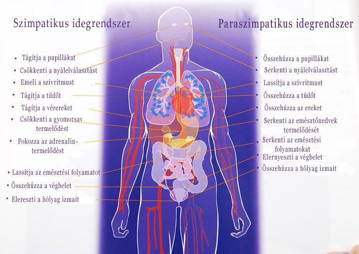 Hatnak a szimpatikus és a