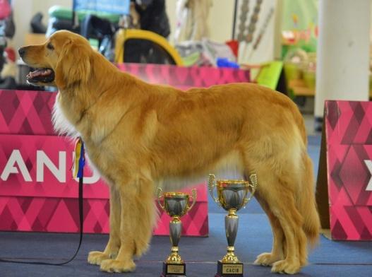 Int,Ch.(C.I.E), ÖCH,SKCH, Alpensieger speciál győztes Nitra CACIB.02.11 Champion Kit.1.CAC,CACIB,BOS Vladimir Piskay(SK) Budapest CACIB.02.17 Champion Kit 1.CAC, CACIB, BOS W.