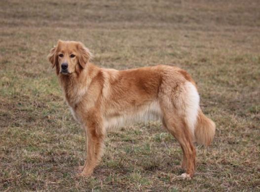 jakkel Tamás Welsh(A).12.09 Champion Kit.1CACA,CACIB,BOB Sigrid Darting E. (D PLATTENSEEWART CORTEZ Totus Tuus Hovki Lusi PlattnseeWart Aphrodite T: Kovács Tamás tul.