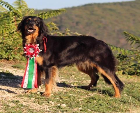 , Év legeredményesebb felnőtt kanja 2015 és 2016. 4 X Kiállítás legszebb rajzos kutyája 24 x CAC, 5 x RCAC 11 x CACIB, 1 x R CACIB 17 x BOB, 1 x BOS Tata klub.05.06 Champion Kit 2,Res.