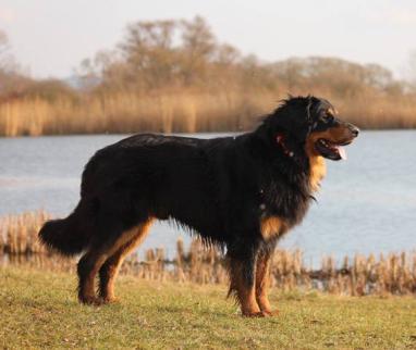 05.25, HDA, BH, OB1, Met.hov.2311/13, Szőke Tiszaparti kennel Palatinus Imre, 5008 Szolnok, Vörösmező u. 34. SZŐKE TISZAPARTI JANKA rajzos, 2015.02.01., HDA,EDA Met.Hov.