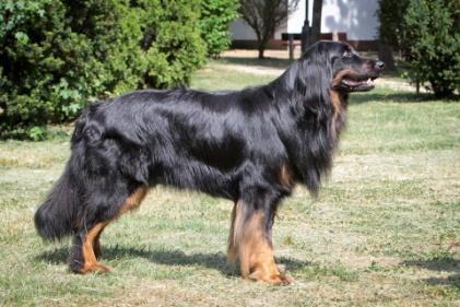 CACIB, 2xBOB, 2017 Fiatal Klubgyőztes, 2017 év fiatal kutyája cím, Klubgyőztes, IHFCH jelölés. almok:wildweibchenstein Kalom (D) tul.: Lőrincz András,1028 