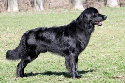 MET HOV 2251/12, szülők: Batanco Neskrtoná Vasen Pusztai Pandur Amidala munkavizsga: Eredmények: Hungária Show Champion, HGrCH, 18X CAC, 3X RCAC, 7X