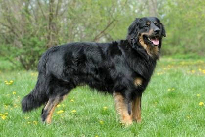 Év legeredményesebb felnőtt kanja 2016. Grand Prix Winner 2016. Speciál győztes (BOB) 2016.