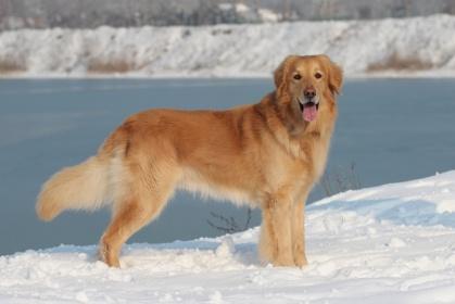 ), Hungária Grand Champion, Szerb CH, almok: Srebrne Pole Calom (PL) 2012 PusztaiPandur Kalom 2013 Ebritte Aalom (SK) 2013 Van Laag Laren AAlom (NL) 2013 PusztaiPandur Lyalom 2014 Carpathia Heart